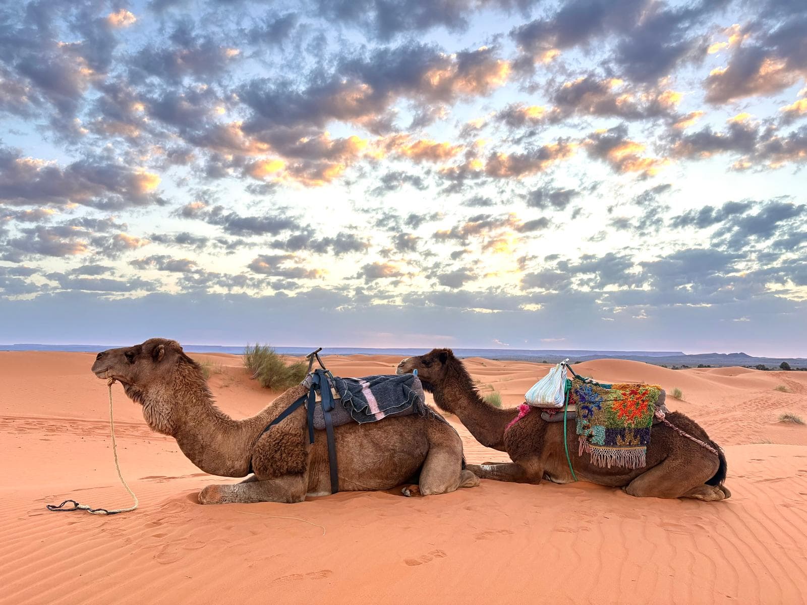 Travelers riding camels across the Sahara dunes in Merzouga